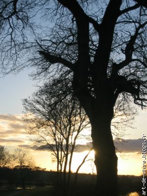 sans racines, comment atteindre le ciel?